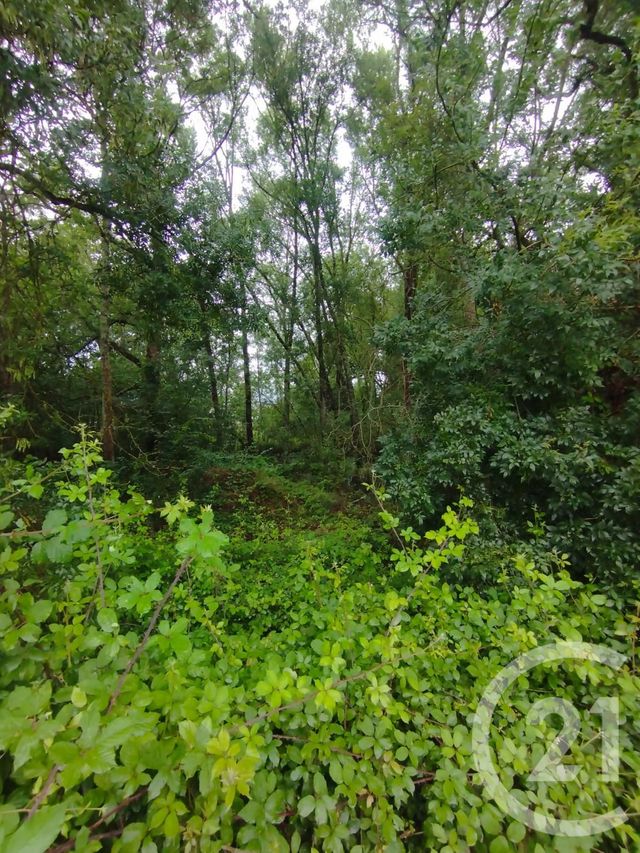 Afficher la photo en grand terrain à vendre - 2147.0 m2 - QUEYRAC - 33 - AQUITAINE - Century 21 Agence Biran