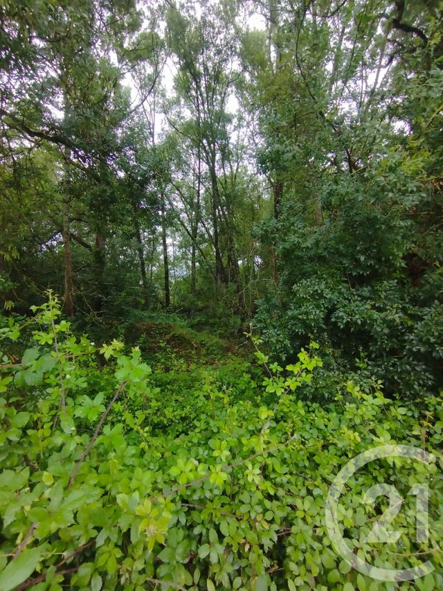 Afficher la photo en grand terrain à vendre - 2147.0 m2 - QUEYRAC - 33 - AQUITAINE - Century 21 Agence Biran
